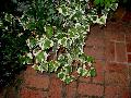 Variegated English Ivy / Hedera helix 